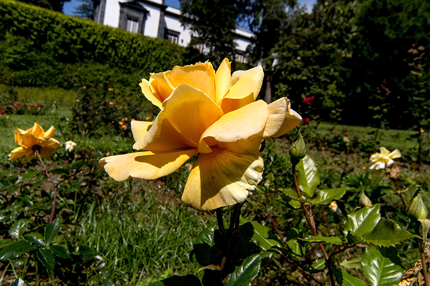 SIARAM Jardim José do Canto SIARAM Jardim José do Canto